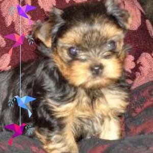 Meet your Posher, Rhonda